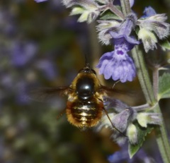 Bombylius mexicanus