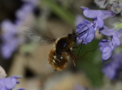 Bombylius mexicanus