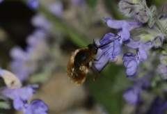 Bombylius mexicanus