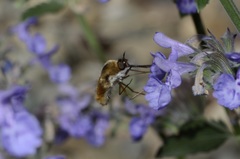 Bombylius mexicanus