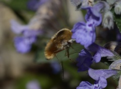 Bombylius mexicanus