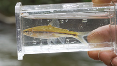 Notropis procne