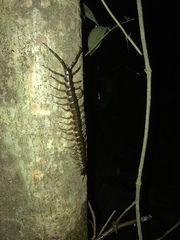 Ethmostigmus rubripes