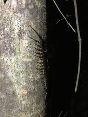 Ethmostigmus rubripes