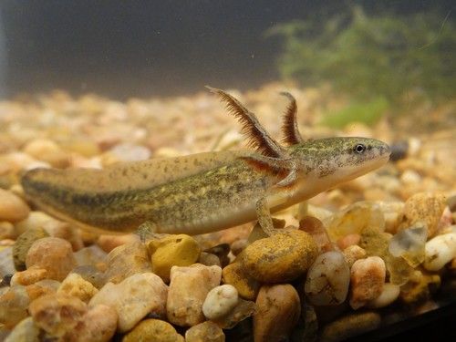 Small-mouthed Salamander