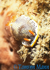 Chromodoris