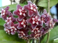 Hoya pubicalyx