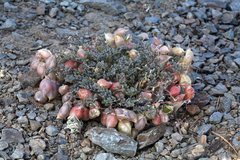 Astragalus gilmanii