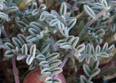 Astragalus gilmanii