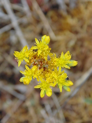 Petrosedum forsterianum