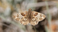 Muschampia floccifera