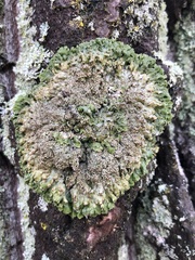 Physconia enteroxantha