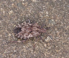 Brochymena affinis