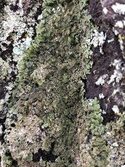 Physconia enteroxantha