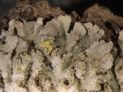 Physconia enteroxantha