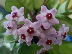 Hoya pubicalyx