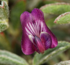 Astragalus gilmanii