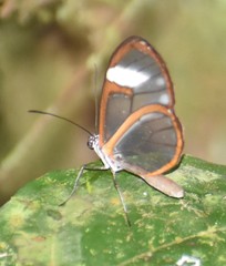 Pteronymia artena