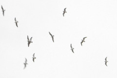 Leucophaeus pipixcan