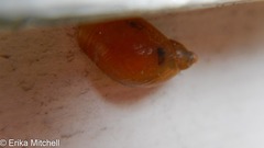 Succineoidea