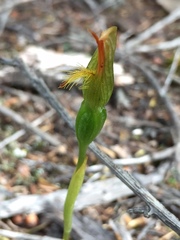 Pterostylis tasmanica