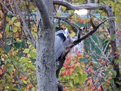 Ardea herodias