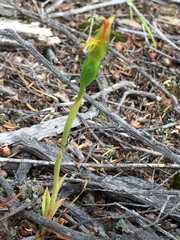 Pterostylis tasmanica