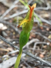 Pterostylis tasmanica