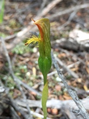 Pterostylis tasmanica