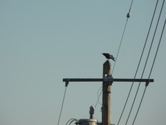 Corvus brachyrhynchos caurinus