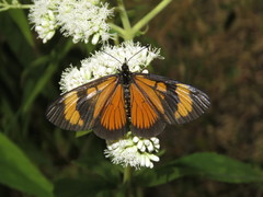 Actinote pellenea perfulva