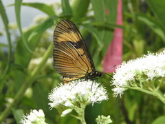 Actinote pellenea perfulva