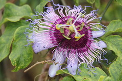 Passiflora cincinnata