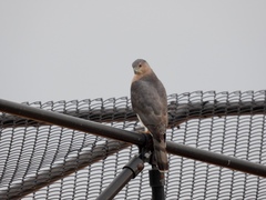 Accipiter cooperii