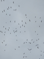 Leucophaeus pipixcan