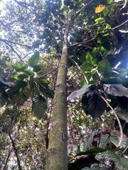 Magnolia hernandezii