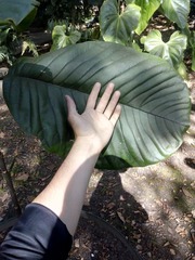 Magnolia hernandezii