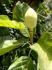 Magnolia hernandezii