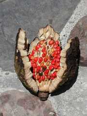 Magnolia hernandezii