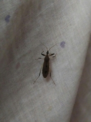 Oncocephalus acutangulus