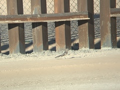 Mimus polyglottos