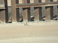 Mimus polyglottos