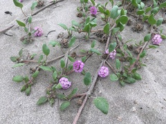 Abronia umbellata breviflora