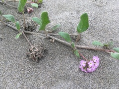 Abronia umbellata breviflora