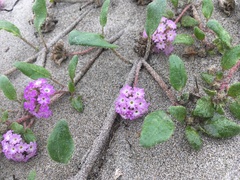 Abronia umbellata breviflora