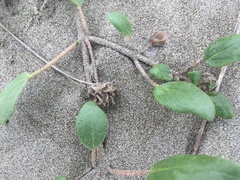 Abronia umbellata breviflora