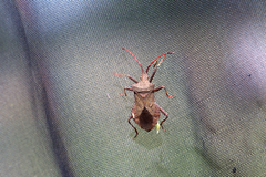 Coreus marginatus