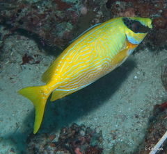 Siganus puellus