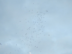 Leucophaeus pipixcan