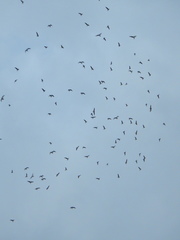 Leucophaeus pipixcan